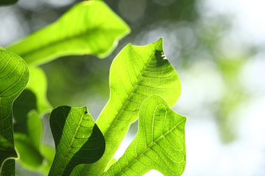 Hint İlacı Yaprak Makro Vuruşu