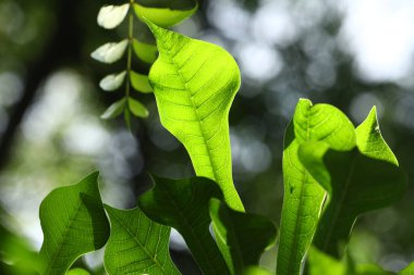 Hint İlacı Yaprak Makro Vuruşu