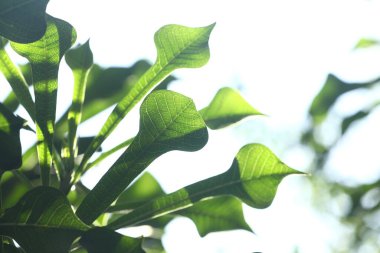 Hint İlacı Yaprak Makro Vuruşu