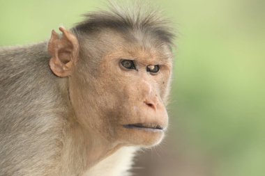 Maymun Tapınağı Duvar