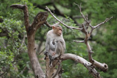 Ağaçtaki Maymun, yakın plan.