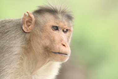 Maymun Tapınağı Duvar