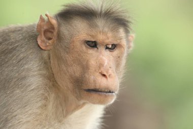 Maymun Tapınağı Duvar