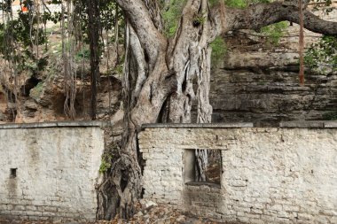 Korkunç Ağaç Gövdesi ve Dalları