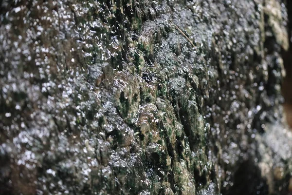 Mossy Στην Υγρή Πέτρα — Φωτογραφία Αρχείου