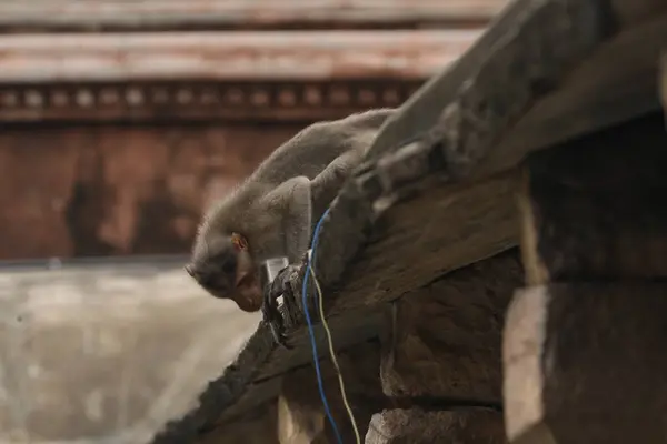 Affe Auf Der Tempelmauer — Stockfoto