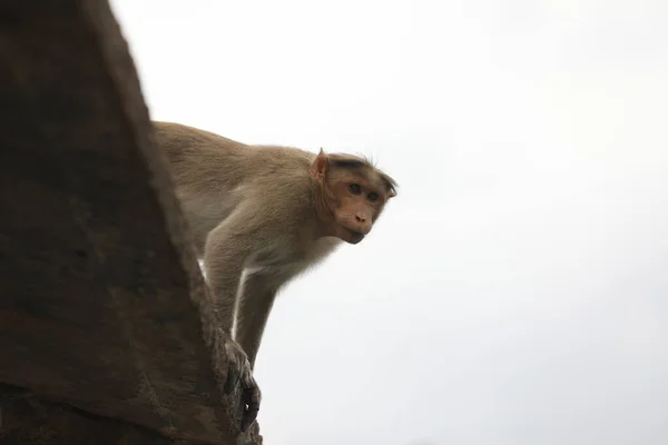 庙墙上的猴子 — 图库照片