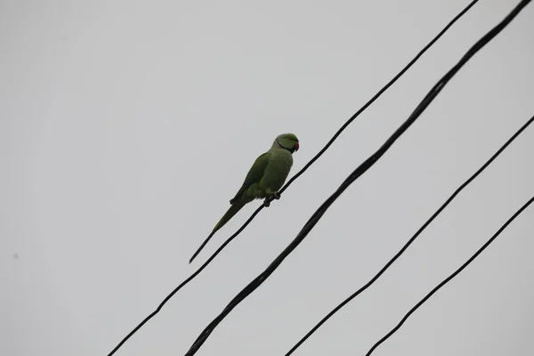 电缆上的绿鹦鹉 — 图库照片