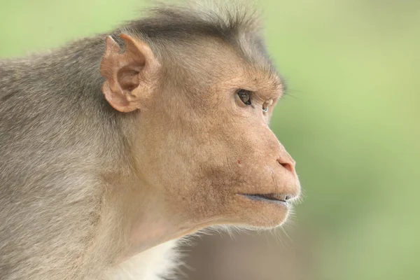 Singe Sur Mur Temple — Photo