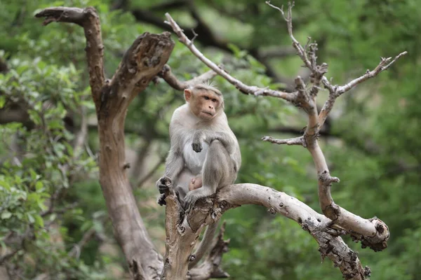 Małpa Zbliżeniu Drzewa — Zdjęcie stockowe
