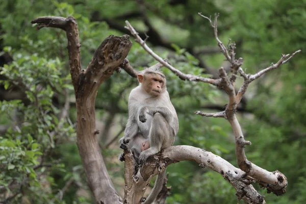 Małpa Zbliżeniu Drzewa — Zdjęcie stockowe