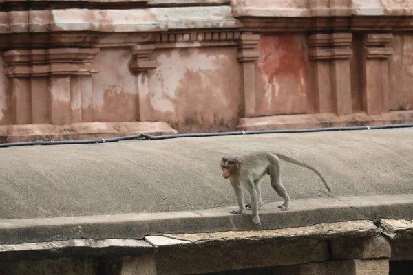 Affe Auf Der Tempelmauer — Stockfoto