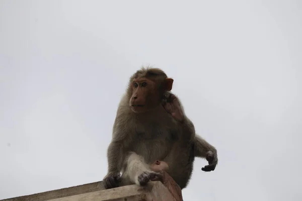 Scimmia Sul Muro Del Tempio — Foto Stock