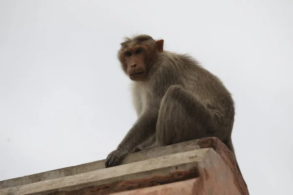 Maymun Tapınağı Duvar — Stok fotoğraf