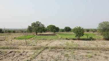 Pirinç tarlaları Kerala Hindistan