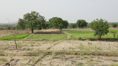 Pirinç tarlaları Kerala Hindistan