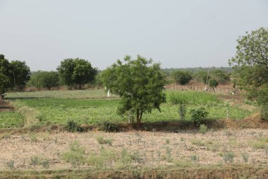 Pirinç tarlaları Kerala Hindistan