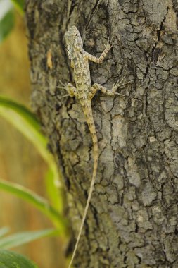 Ejder Kertenkelesi Macro çekimi