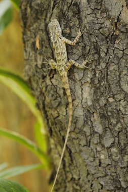 Ejder Kertenkelesi Macro çekimi