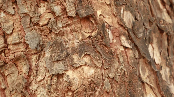 Tronco Árvore Textura Macro Tiro — Fotografia de Stock