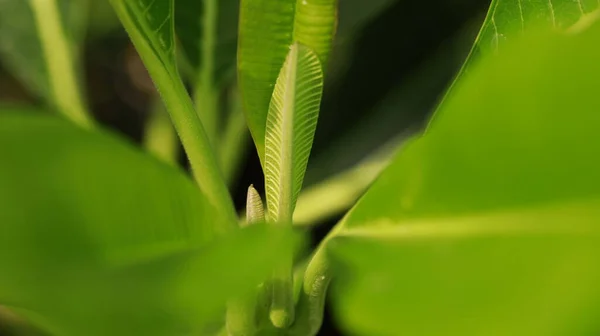 Indická Medikovaná Rostlina Detailní — Stock fotografie