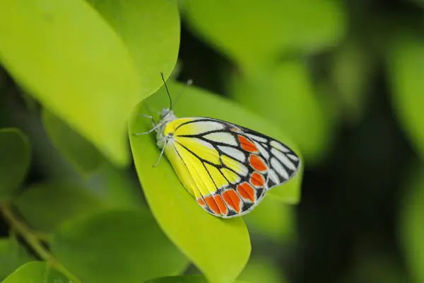 Primo Piano Una Farfalla — Foto Stock