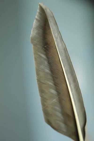 Bird Feather macro shot