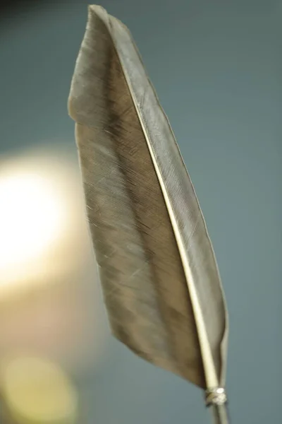 Bird Feather macro shot