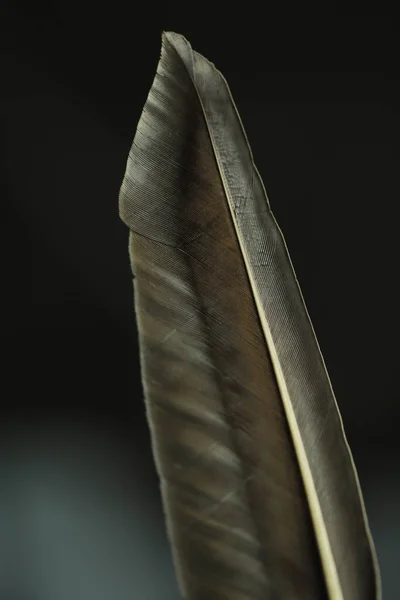 Plume Oiseau Macro Shot — Photo