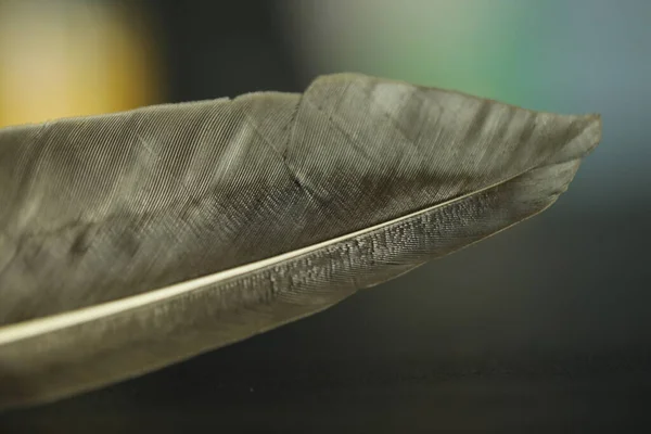 Bird Feather macro shot