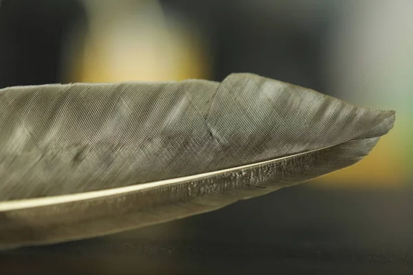 Bird Feather macro shot