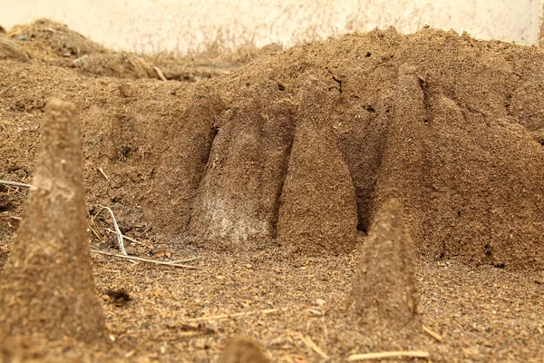 Pirinç Değirmeninde Kül