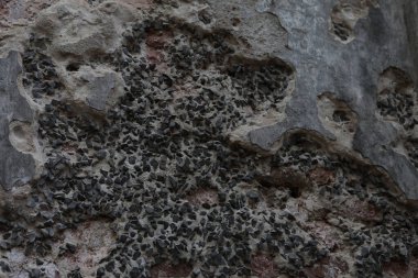 Eski taş duvar dokusu