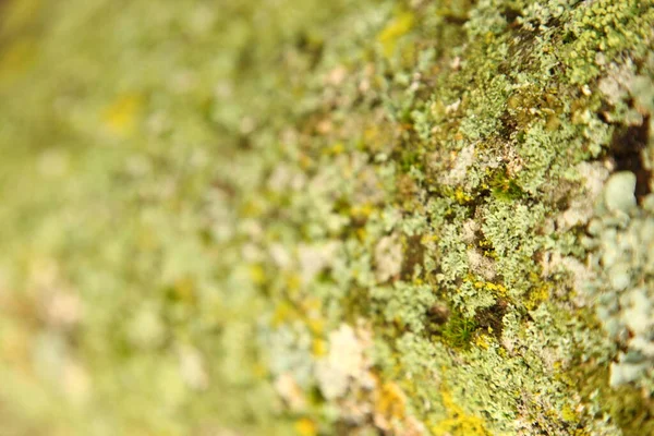 Green Moss Stone — Stock Photo, Image