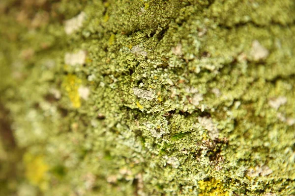 Musgo Verde Pedra — Fotografia de Stock