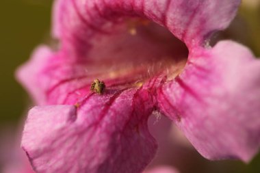 makro çekim çiçek