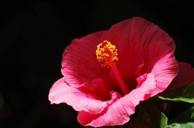 makro çekim çiçek