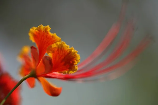 Macro Tiro Flores — Fotografia de Stock