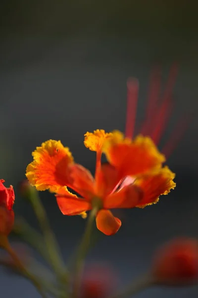 Makro Çekim Çiçek — Stok fotoğraf