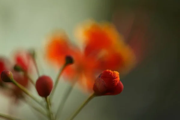 Makro Skud Blomster - Stock-foto