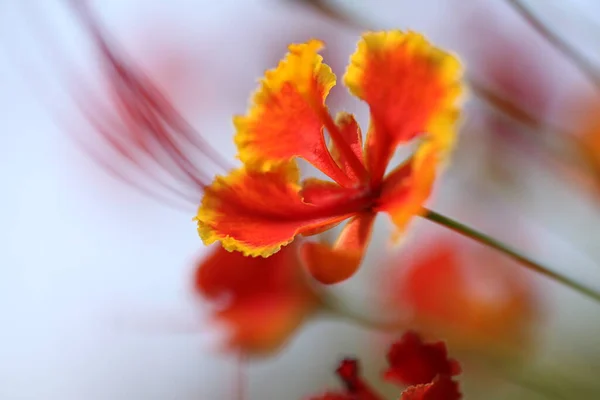 Makro Skud Blomster - Stock-foto