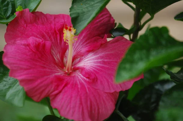 Macro Shot Flowers — Stock Photo, Image