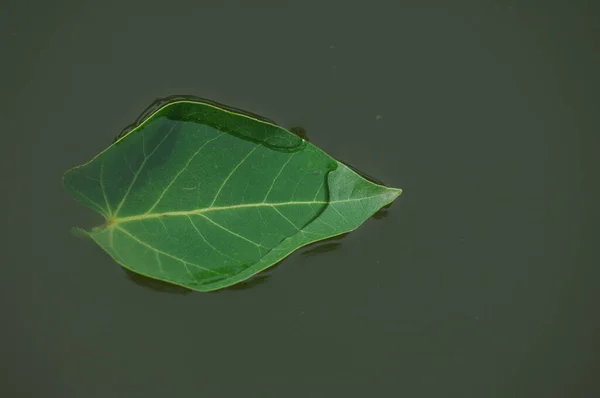 Feuilles Dans Eau — Photo