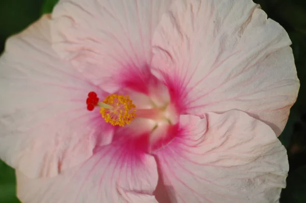 Makro Snímek Květin — Stock fotografie