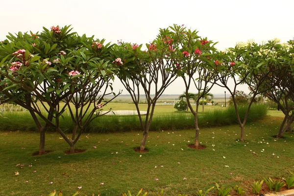 Flores Jardín — Foto de Stock