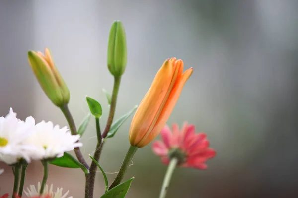 Makro Çekim Çiçek — Stok fotoğraf