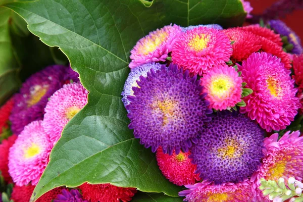 Makroaufnahme Von Blumen — Stockfoto