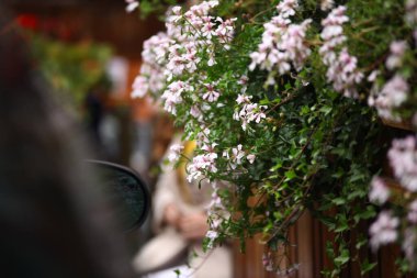 Çiçeğin makro görüntüsü