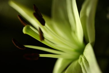 Çiçeğin makro görüntüsü