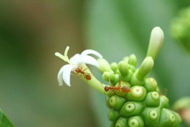 Çiçeğin makro görüntüsü